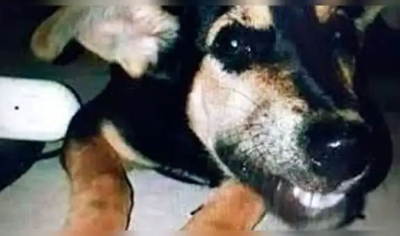 Argentina: hombre denuncia a su expareja de haber abusado sexualmente de su perro