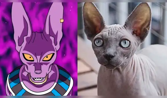 Dragon Ball Super: así reaccionó un 'gato egipcio' cuando tuvo encuentro con "Bills", el Dios de la Destrucción [FOTOS]