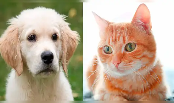Nueve consejos para ahorrar en el cuidado de tu mascota