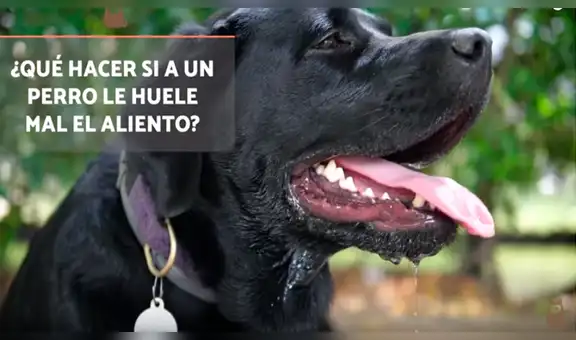 ¿Por qué tu perro suele tener mal aliento y cómo solucionarlo? [VIDEO]