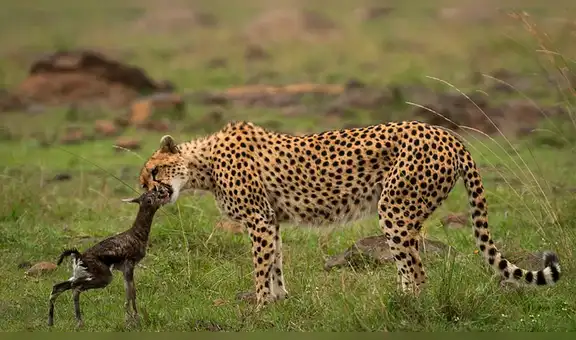 Hambriento guepardo ‘besa’ a gacela bebé antes de darle un trágico final [FOTOS]