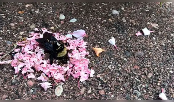 Facebook: hormigas realizan un emotivo funeral a una abeja reina [VIDEO]