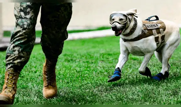 Frida y otros perros considerados héroes nacionales mexicanos [FOTOS]