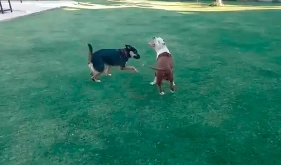 Perrito héroe salva a su compañera ciega de morir ahogada en una piscina 