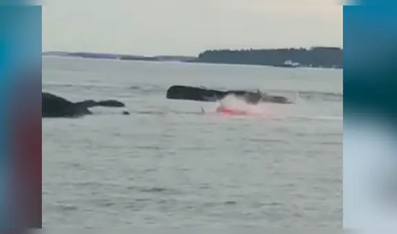 Hambriento tiburón devora sin piedad a indefensa foca y tiñe las aguas con su sangre [VIDEO]