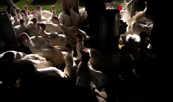 Detectan primer caso de gripe aviar en Panamá y establecen alerta sanitaria