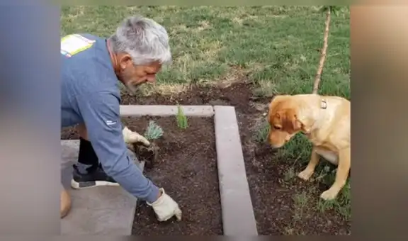 Perro ayuda a su dueño a sembrar plantas y protagoniza conmovedora escena [VIDEO]