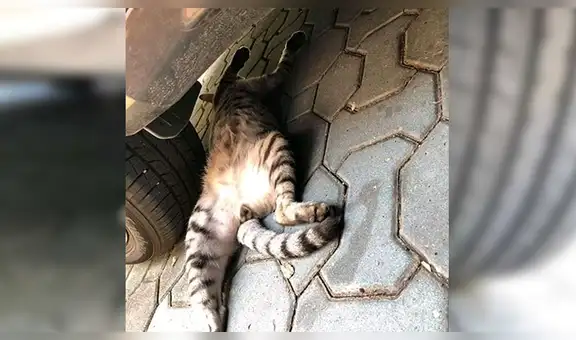 Facebook viral: cree que gato había sido aplastado por una llanta y se lleva una sorpresa [FOTOS]