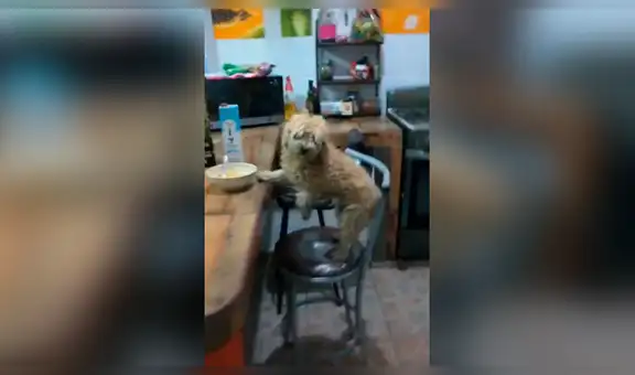 Perro aprovecha distracción de su dueño para ‘robarse’ su comida, pero es descubierto [VIDEO]