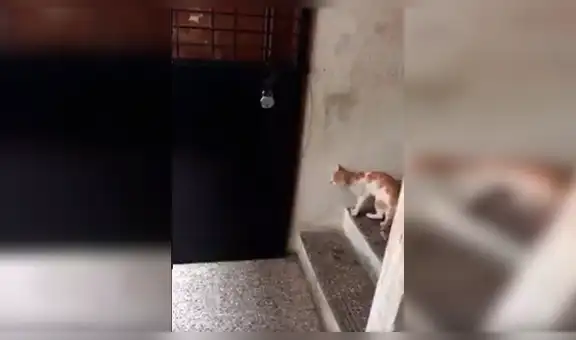 Gato pretende entrar a su vivienda, pero su dueño lo castiga por escaparse [VIDEO]