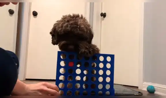 Perro compite contra su dueña en juego de mesa y gana usando curioso truco [VIDEO]