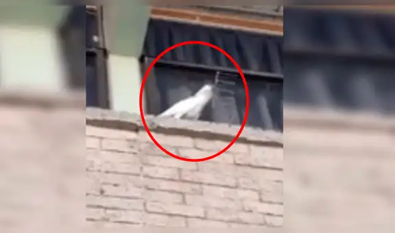 Enfurecida cacatúa saca las púas antiaves de un edificio y los lanza a peatones [VIDEO] 