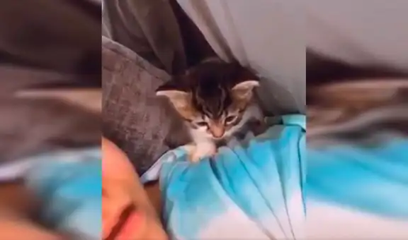Joven le dedica una canción a su pequeño gato y este tiene una tierna reacción [VIDEO] 
