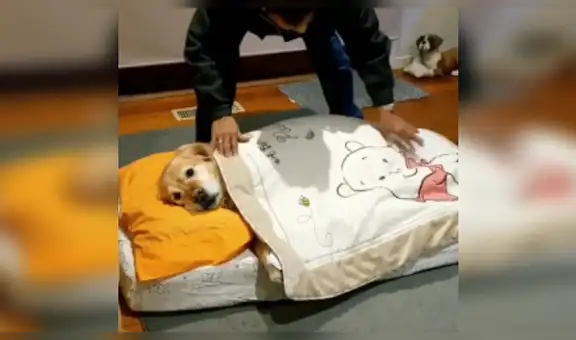 Pide a su papá que vigile a su perro y al regresar los encuentra en tierna escena [VIDEO]