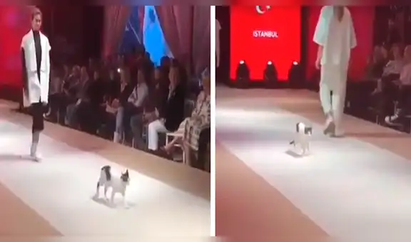 Vía YouTube: desfile de modas realizado en Turquía es interrumpido por tierno gato [VIDEO]