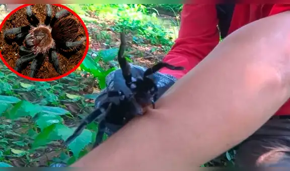 Chico se deja morder por gigantesca tarántula, sin imaginar el terrible daño que sufriría [VIDEO]
