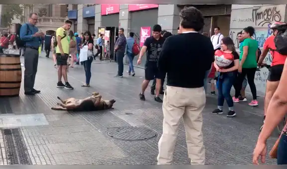 Perro reposa en plena calle y enternece a los transeúntes [VIDEO]