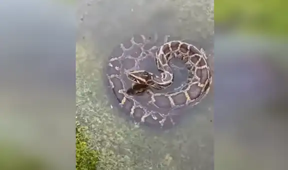 Encuentra enorme serpiente pitón en un charco de agua y se acerca para capturarla [VIDEO]