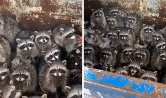 Hombre se sorprende al encontrar un basurero lleno de mapaches