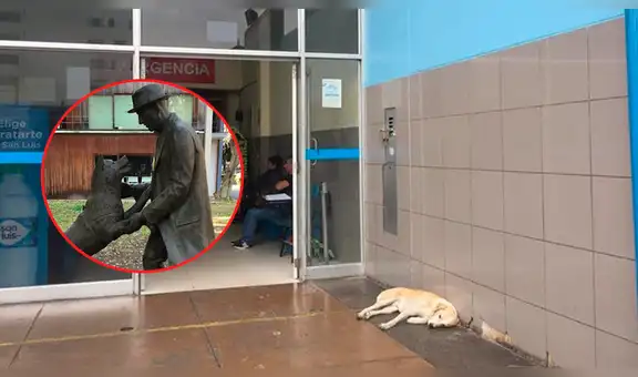 Vía Facebook: adoptan a 'Hachiko peruano' que esperaba a su dueño que murió en hospital [FOTOS]