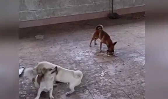 Perrito ‘aprovecha’ que dos canes se peleaban por un plato comida y este corre a devorarla [VIDEO] 