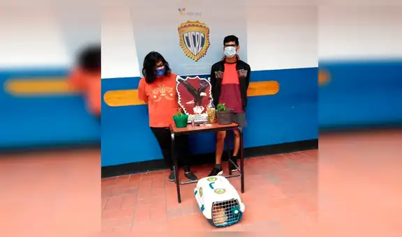Argentina: detienen a dos jóvenes que drogaron a su gato con marihuana y publicaron video