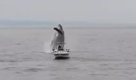 Enigmática ballena irrumpe con furia cerca del barco de valiente pescador y sucede lo peor [VIDEO]