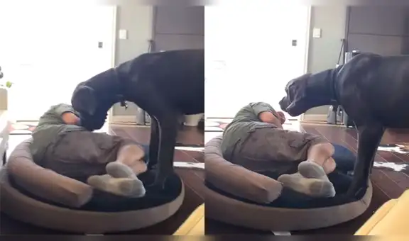 Perro ve que su amo se apoderó de su cama y hace lo impensado para echarlo [VIDEO] 
