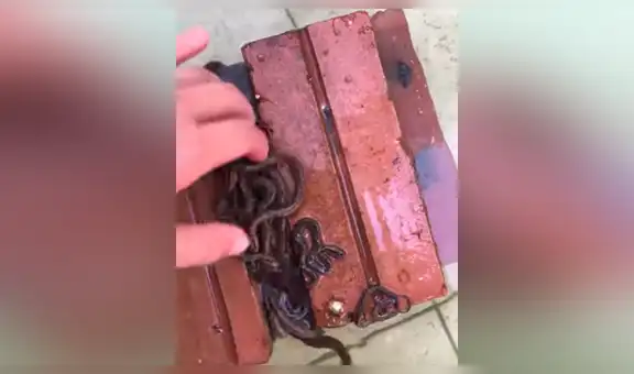 Se tropieza con pila de ladrillos y cientos de serpientes bebés salen de su escondite [VIDEO] 