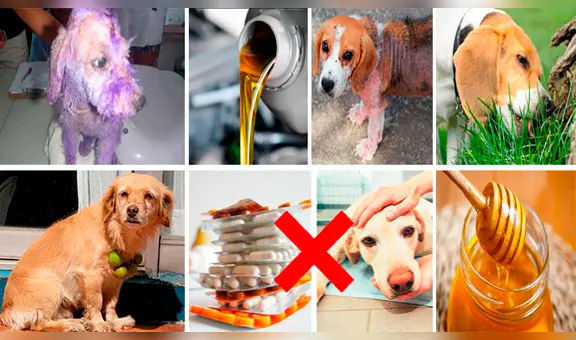 Mitos y verdades sobre los tratamientos “caseros” para las mascotas