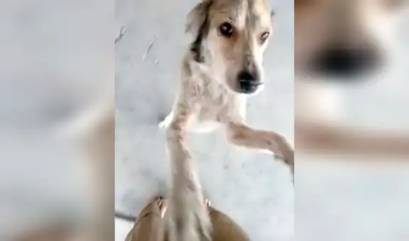 Perro tiene emotivo reencuentro con su dueño tras haberse perdido por varios meses [VIDEO]
