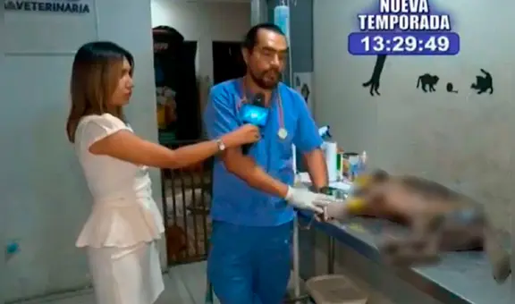 Fallece Clavito, el perrito que se quemó en el incendio del Mercado de Flores