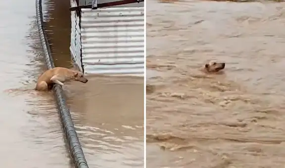 Valiente perro nada para ponerse a salvo de la fuerte corriente de un río
