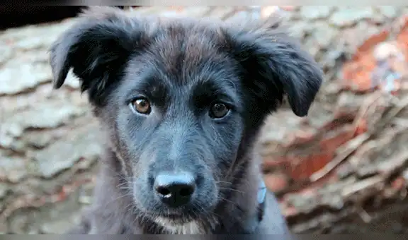 La historia detrás del Día del Perro sin Raza en el mundo 