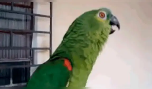 YouTube viral: Loro canta ópera y deja en shock a los amigos de su dueña