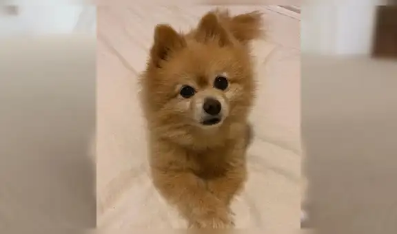 Joven intenta cortar el pelo de su perro durante la cuarentena, pero lo deja irreconocible [FOTOS]