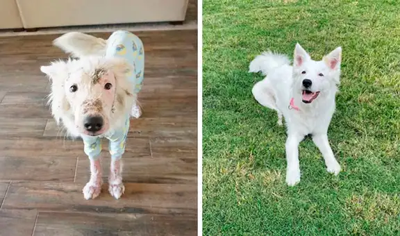 Encuentran a perrita en deplorables condiciones, la cuidan y meses después se logra recuperar [VIDEO] 