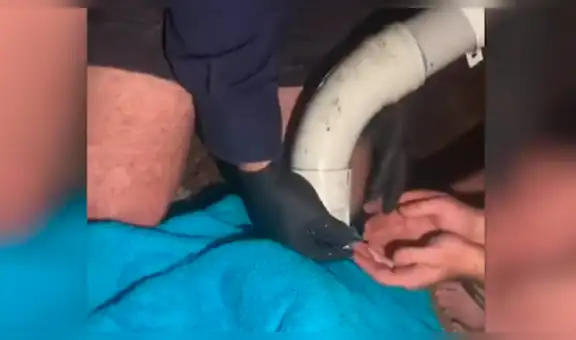 Perro bebé queda atrapado en el interior de desagüe y gasfitero salva su vida [VIDEO]