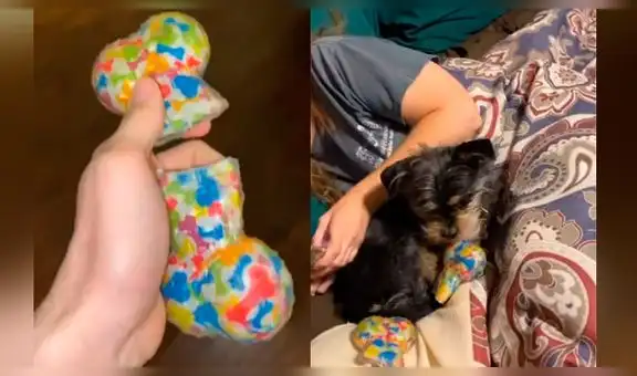 Le hace creer a su perro que destruyó su juguete favorito y este tiene peculiar reacción [VIDEO]