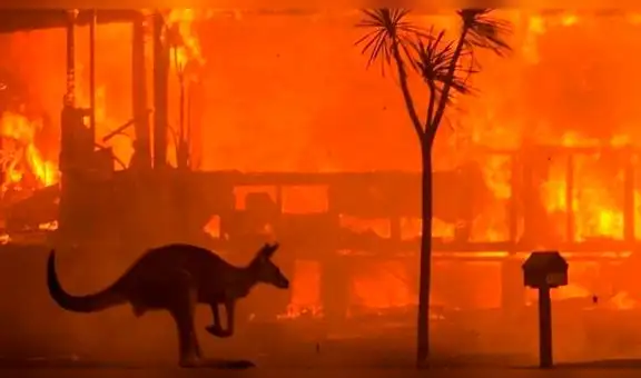 Rosé de BLACKPINK pide donaciones para los animales afectados en los incendios de Australia