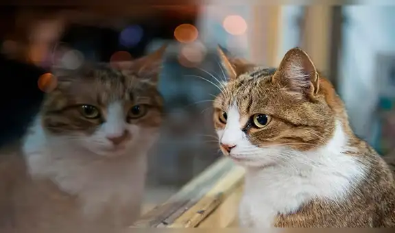 Facebook viral: gato se escapó de casa y su dueño lo encontró en el lugar menos pensado [FOTOS]