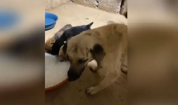 Perrita es rescatada con sus crías y reciben alimento tras varios días sin comer [VIDEO]