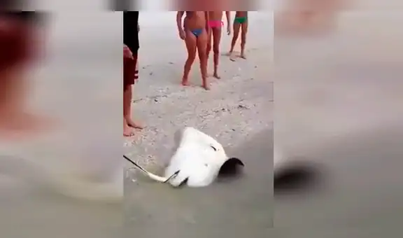Facebook: Una manta raya da a luz en la playa y reacción de bañistas sorprende [VIDEO]