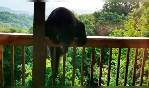 Joven queda aterrado al toparse con enorme criatura que trepa a su casa para atacarlo [VIDEO] 