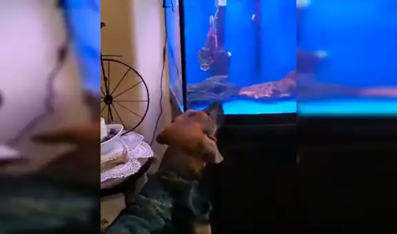 Perro se pone frente a una pecera y protagoniza un singular ‘duelo’ con un pez  [VIDEO]