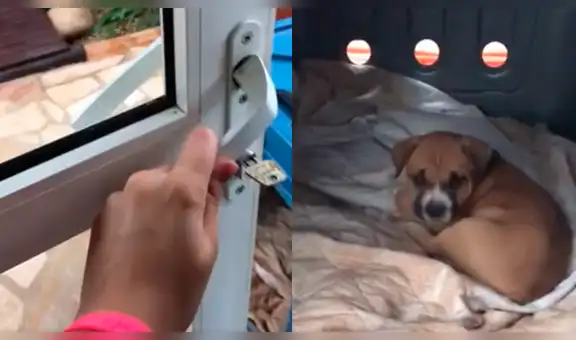 Mujer rescata cachorros de la calle y descubre que aman jugar a las ‘escondidas’ [VIDEO]
