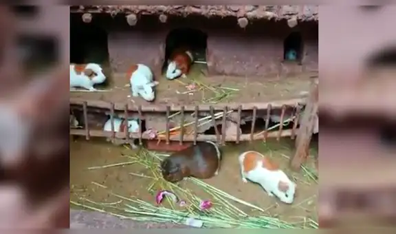 Peruano fabrica increíble ‘mansión’ para que sus cuyes vivan como ‘magnates’ [VIDEO] 