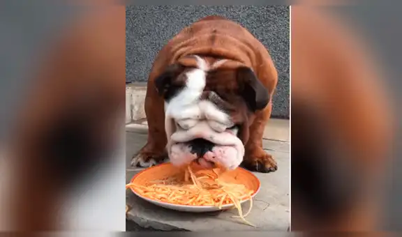 Perro disfruta uno de sus platos favoritos y dueño lo graba [VIDEO]