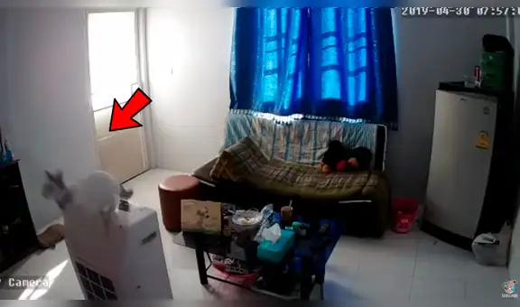 Pone cámara de seguridad para saber quién destruía sus cosas y desubre algo insólito [VIDEO]