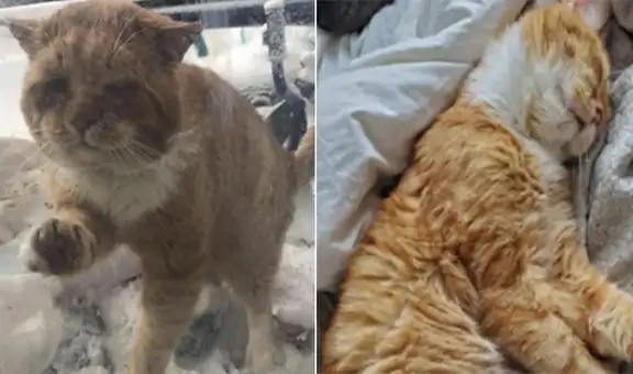 Gato toca la puerta de una casa y ‘pide’ que lo rescaten de la calle